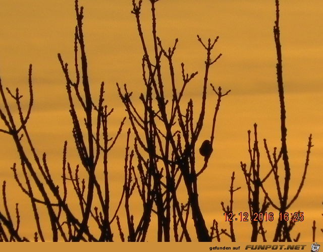 Vogel sucht Schlafplatz