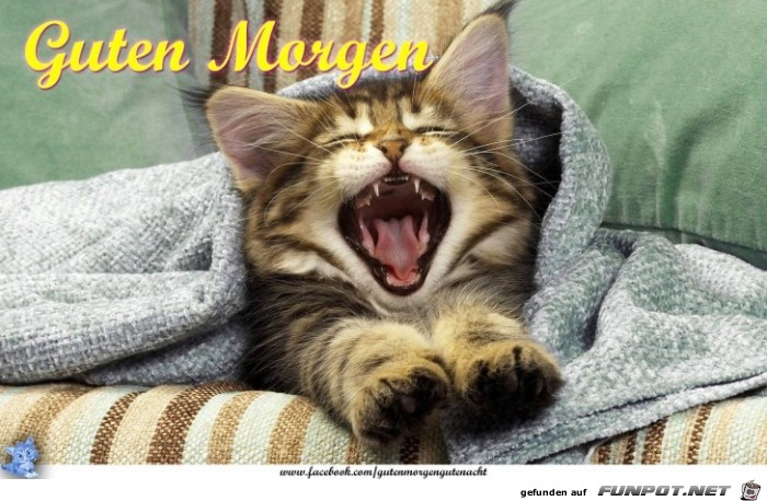 Guten Morgen- Guten Morgen-