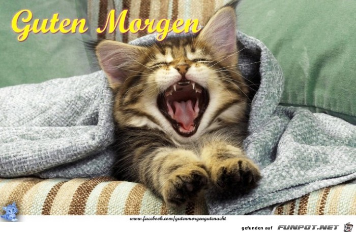 Guten Morgen-