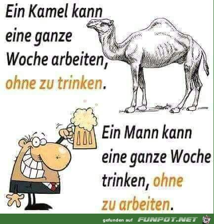 Ein Kamel... Ein Kamel...