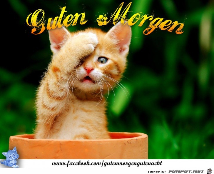 Guten Morgen Guten Morgen