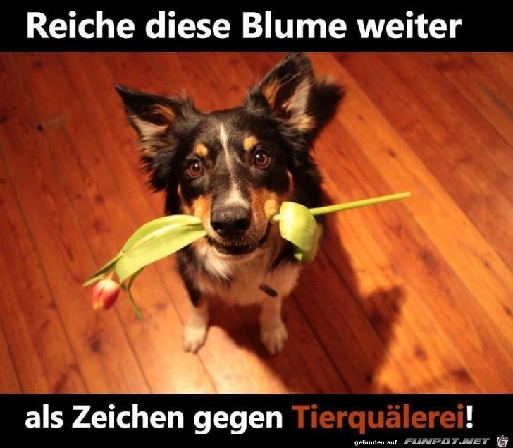 Reiche diese Blume weiter