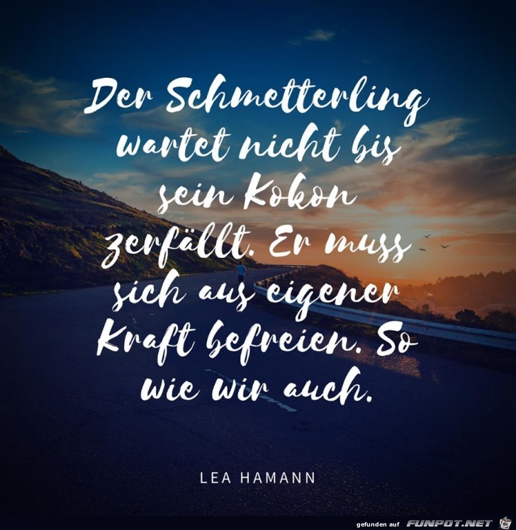 Der Schmetterling Der Schmetterling