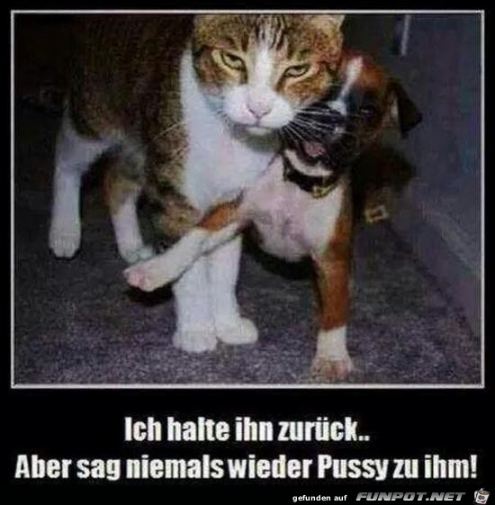 Pussy Pussy