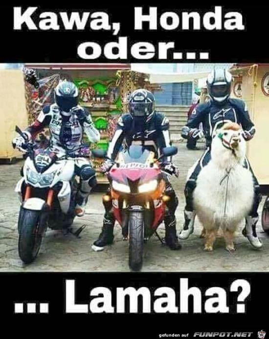 .... oder doch lieber ein Lamaha?