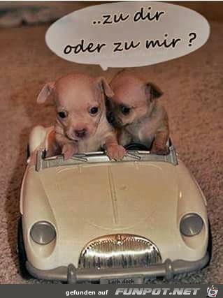 Zu Dir oder Zu Dir oder