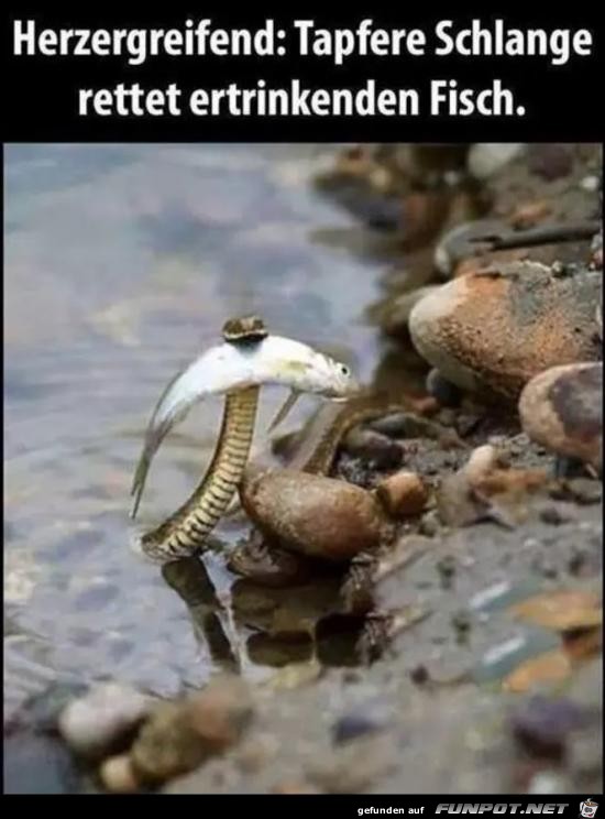 Rettung...... Rettung......