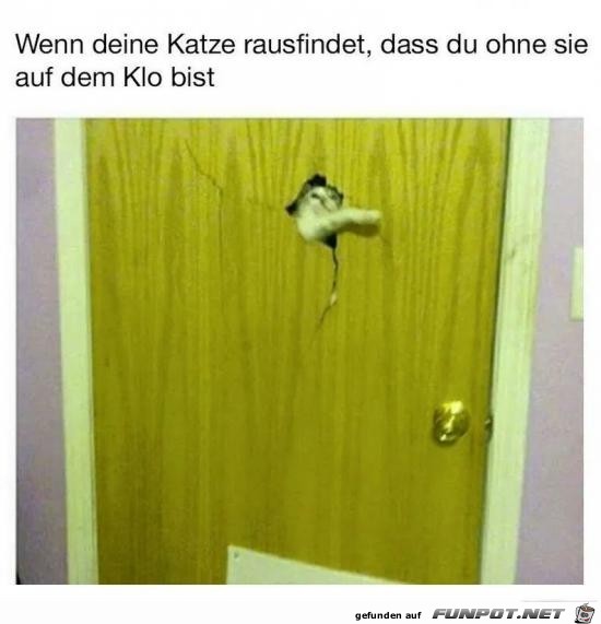 Neugierige Katze Neugierige Katze