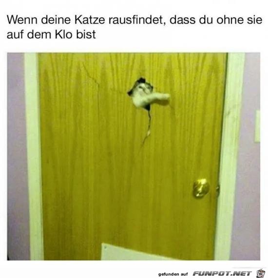 Neugierige Katze