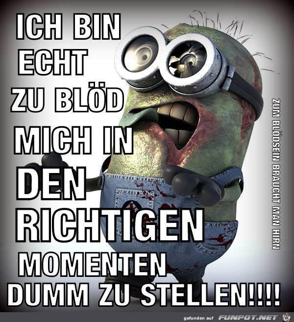Bin echt zu bloed Bin echt zu bloed