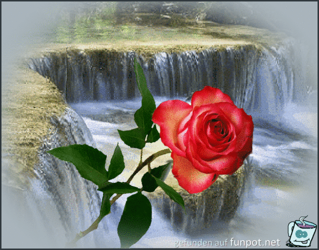 Rose Rose