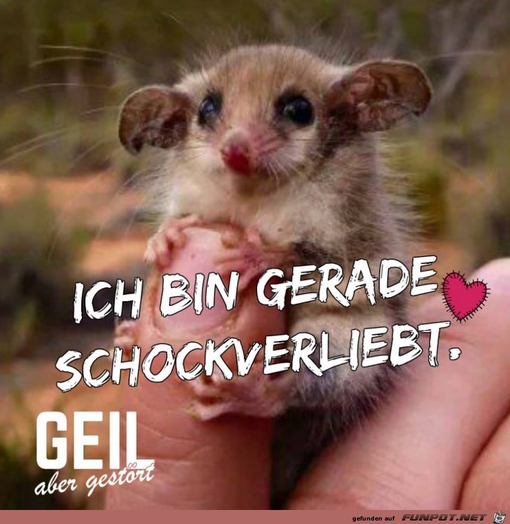 Schockverliebt Schockverliebt