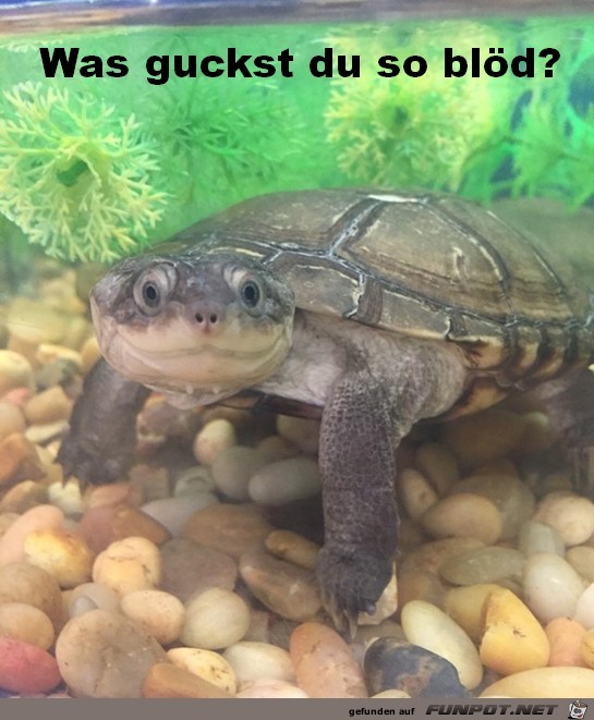 Was guckst du Was guckst du