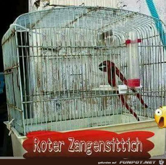 Zangensittich Zangensittich