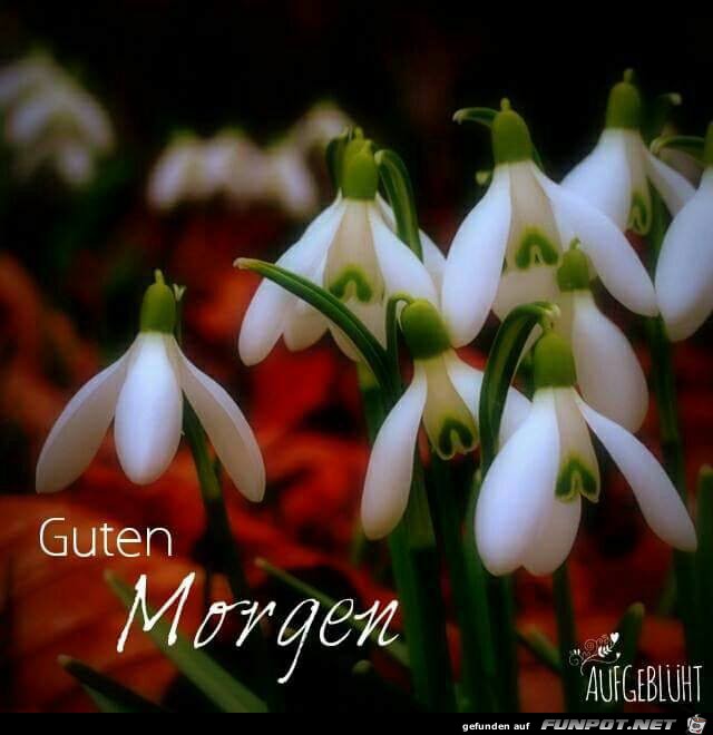 Guten Morgen Guten Morgen