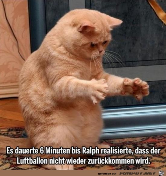 So herrlich diese Katze So herrlich diese Katze