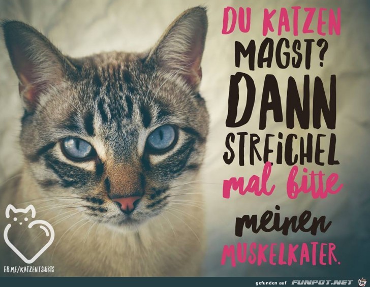 Wenn Du Katzen magst