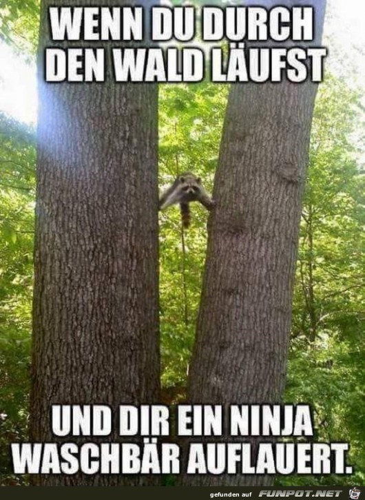 Ninja Waschbär Ninja Waschbär