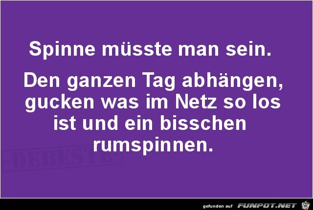 Spinne müsste man sein Spinne müsste man sein