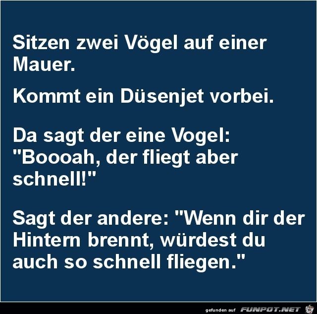 Zwei Vögel Zwei Vögel
