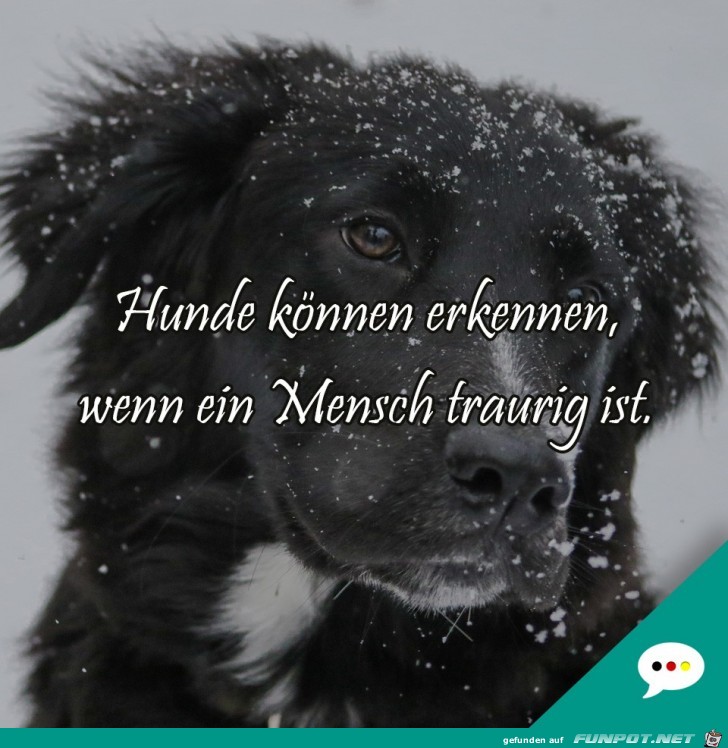 Hunde knnen erkennen......