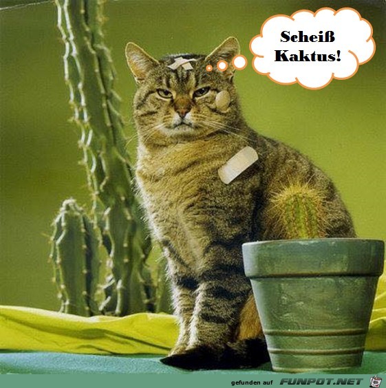 Dämlicher Kaktus Dämlicher Kaktus