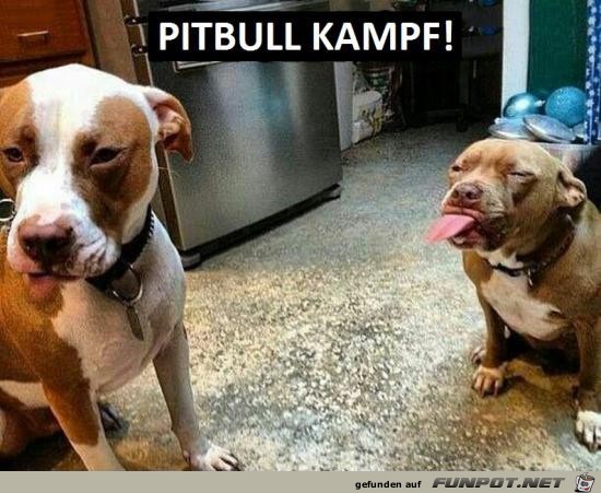 Bse Pitbulls