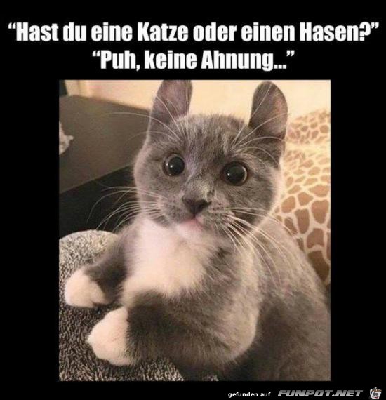 Hase oder Katze Hase oder Katze