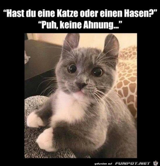 Hase oder Katze