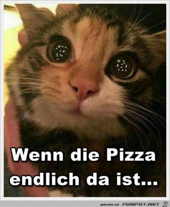 Die Pizza ist da