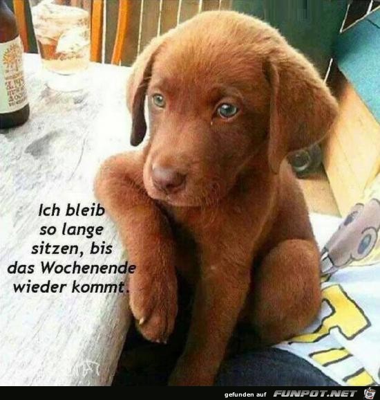 ich bleib sitzen ich bleib sitzen