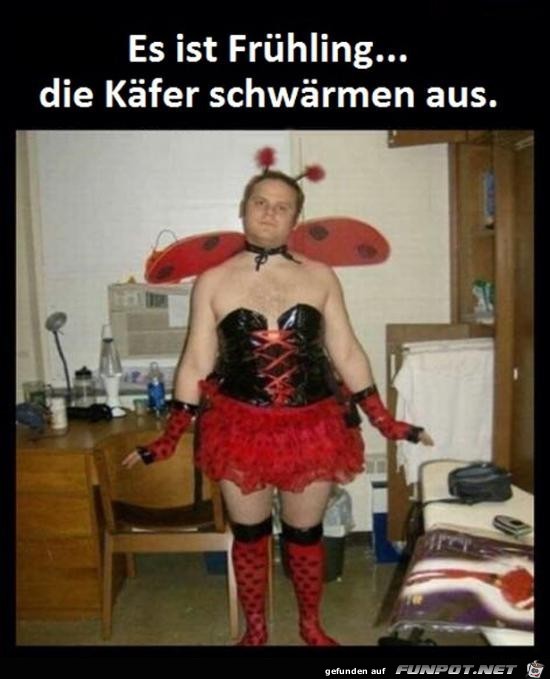 Die Käfer im Frühling Die Käfer im Frühling