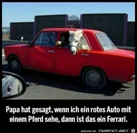 Pferd im Auto