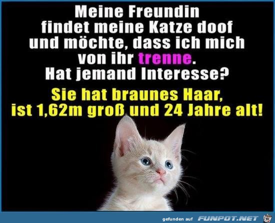 meine Freundin findet meine Katze doof und mchte......