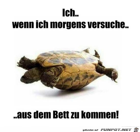 Morgens aus dem Bett Morgens aus dem Bett