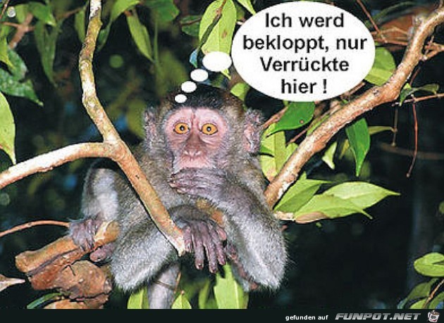 Affe staunt Affe staunt