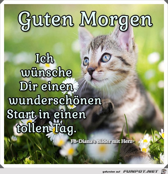 Guten Morgen- -