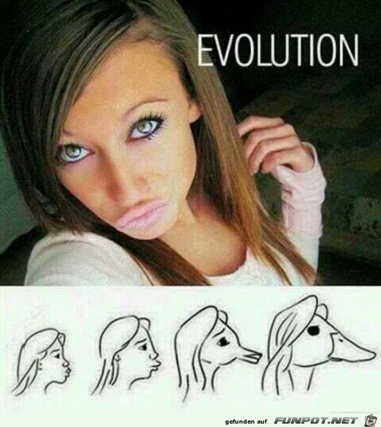 Evolution