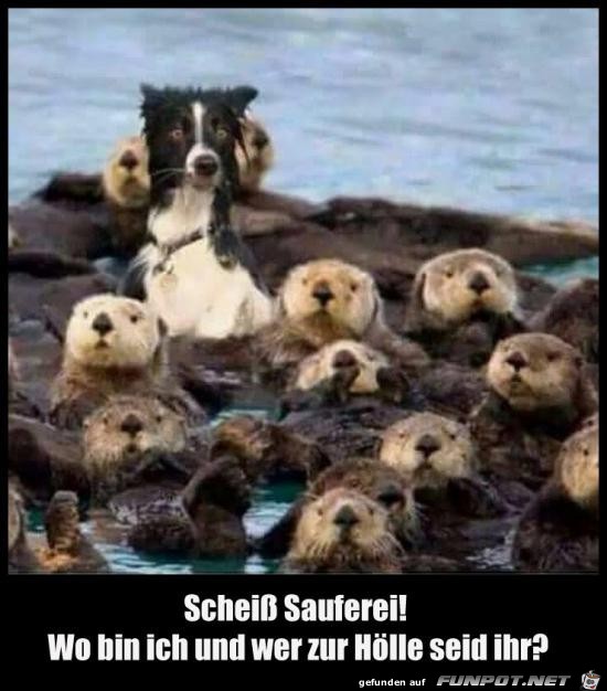 scheiss Sauferei......