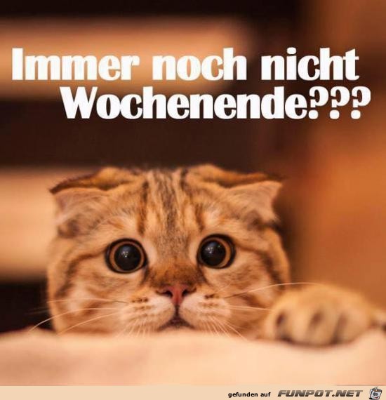 immer noch nicht Wochenende?.......