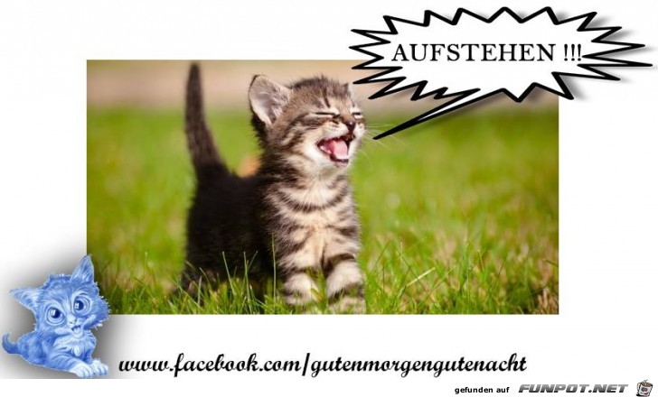 Aufstehen Aufstehen