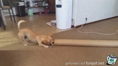 Hund spielt alleine Hund spielt alleine