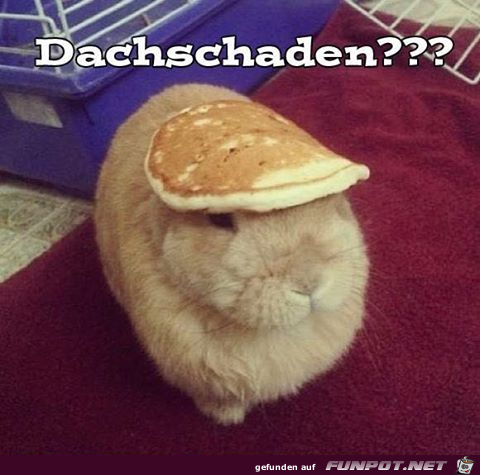 Dachschaden Dachschaden
