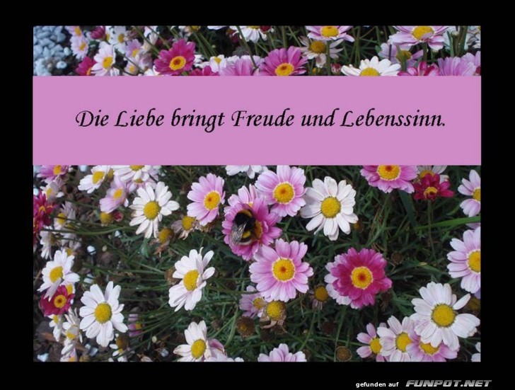 Die Liebe bringt Die Liebe bringt