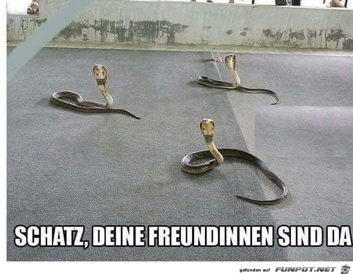 Deine Freundinnen sind da Deine Freundinnen sind da