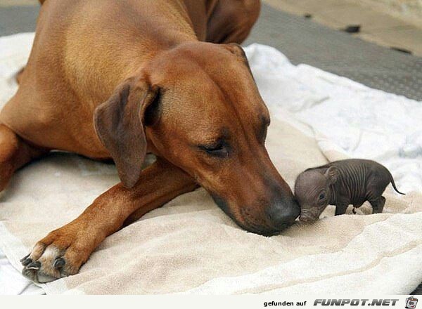 So lieb So lieb