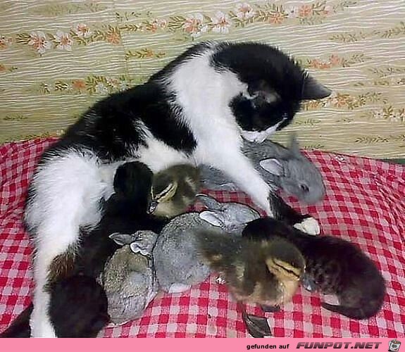 Sehr süß Sehr süß
