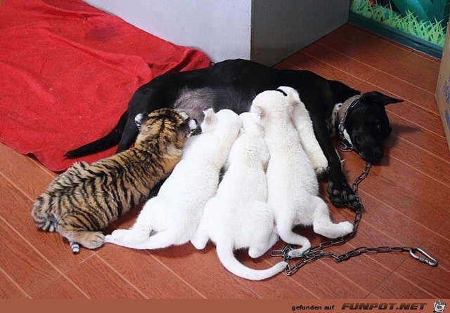 Herzige Tiere Herzige Tiere