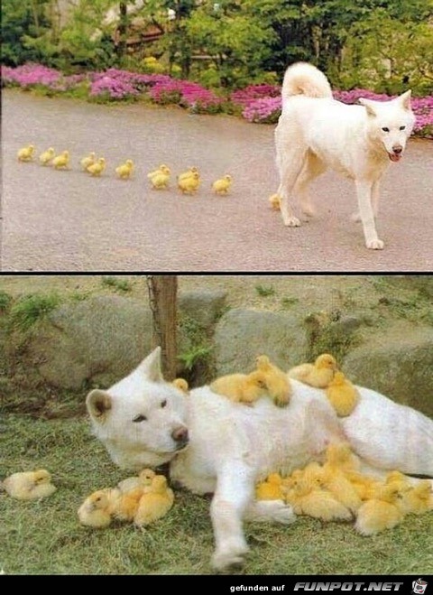Herzige Tiere Herzige Tiere