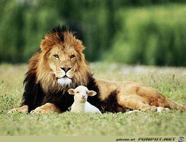 Herzige Tiere Herzige Tiere